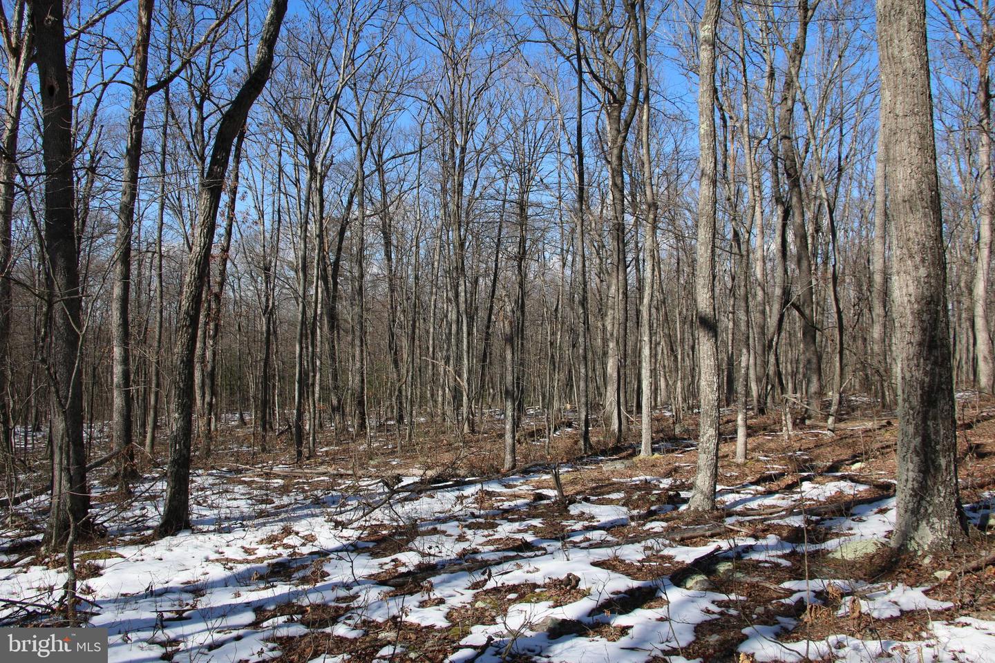 Forest Ln Property Photo 6