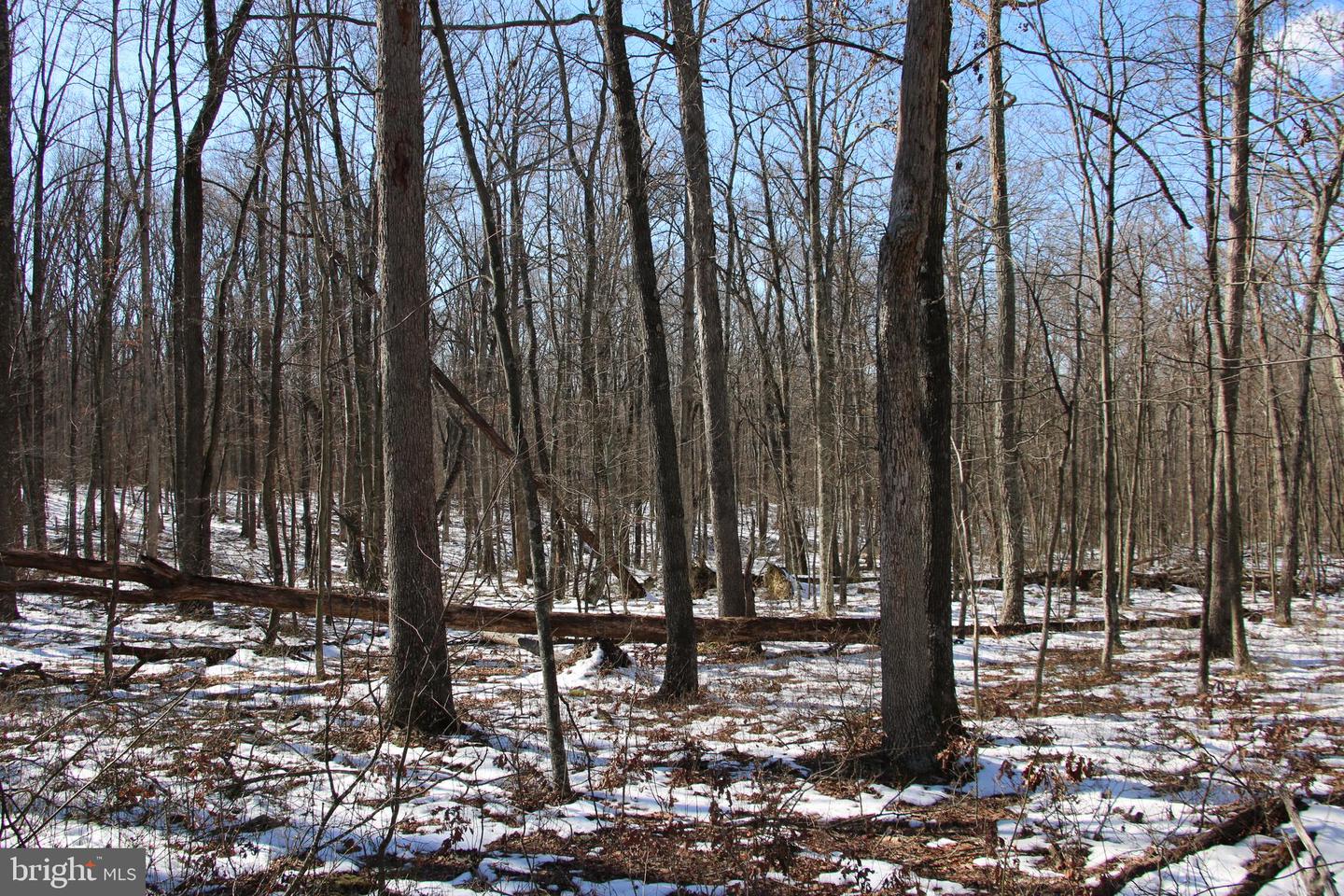Forest Ln Property Photo 8