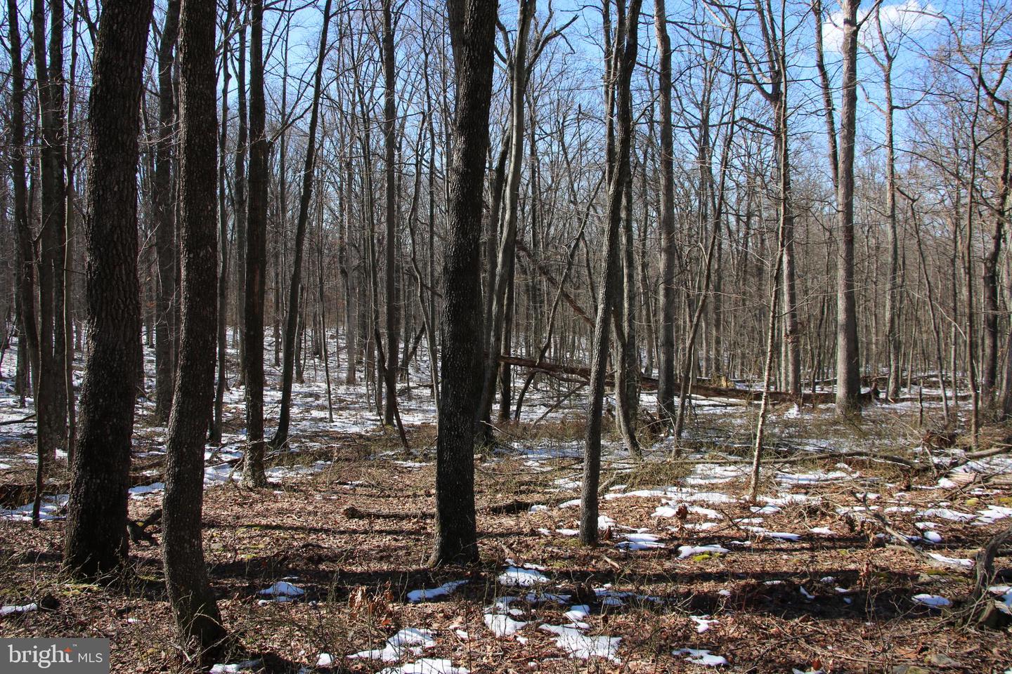 Forest Ln Property Photo 10