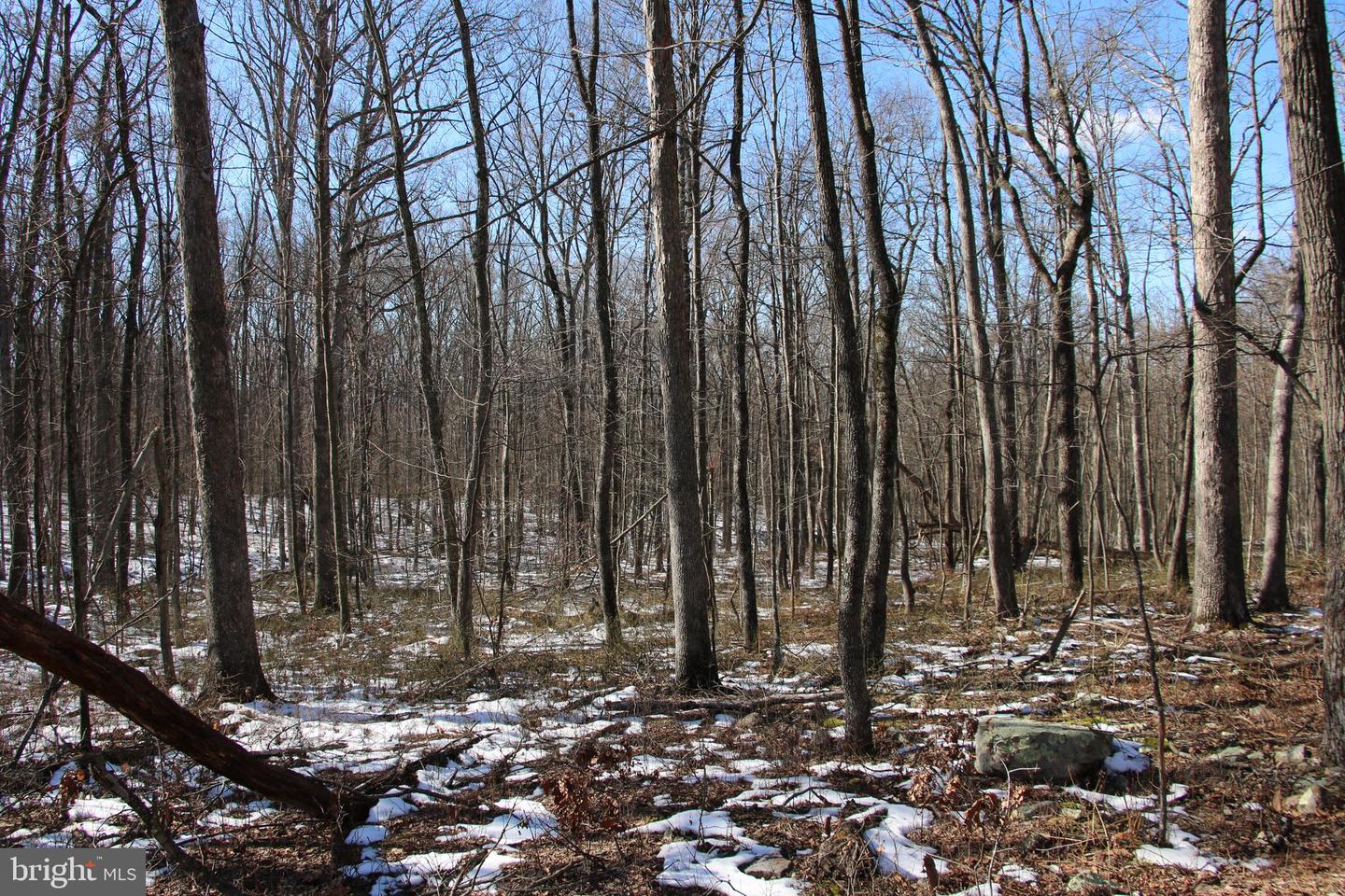Forest Ln Property Photo 12