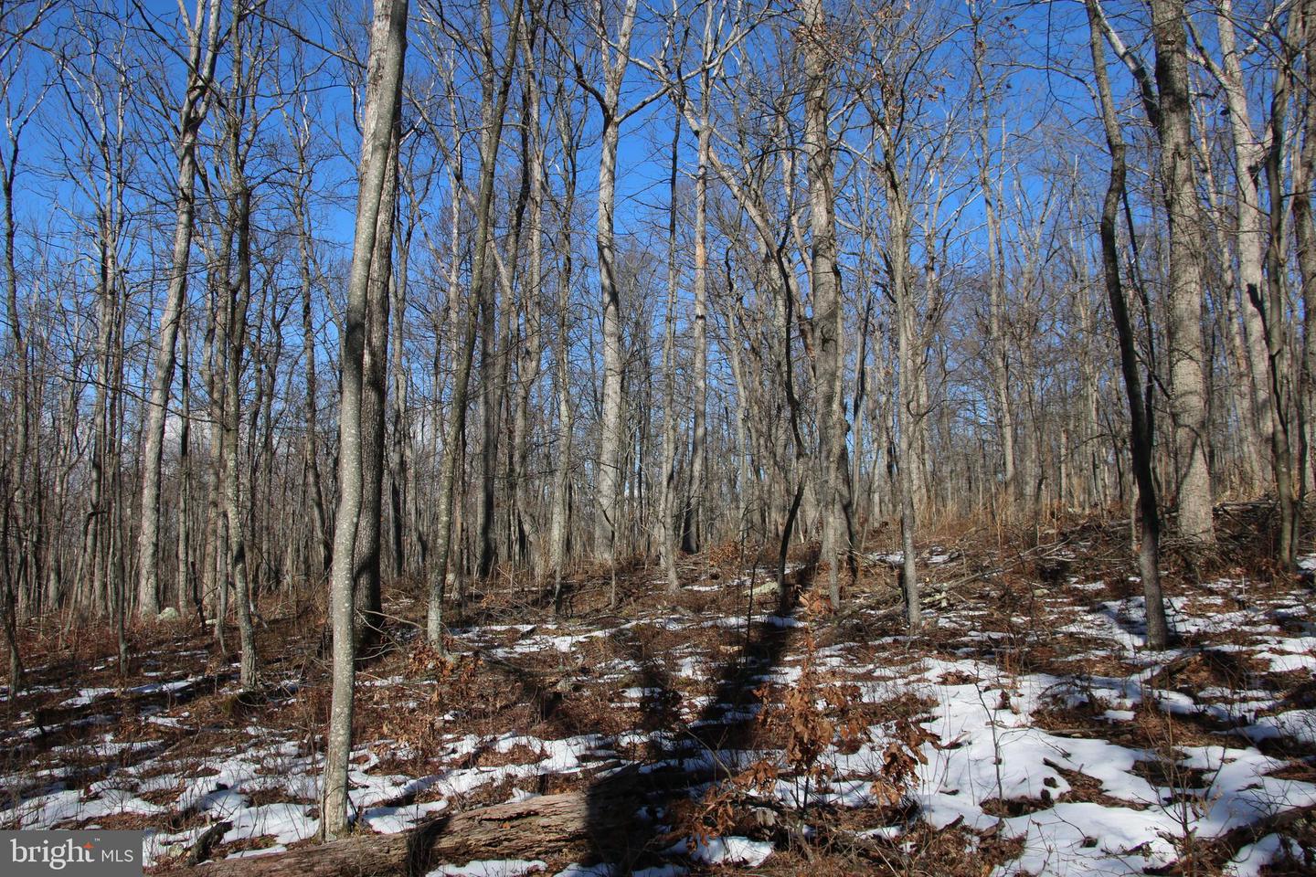Forest Ln Property Photo 14