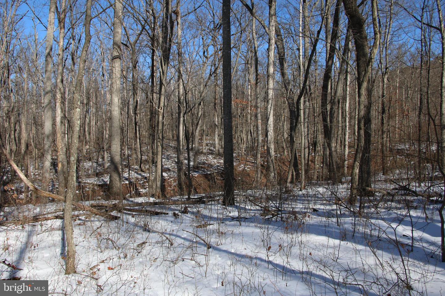 Forest Ln Property Photo 19
