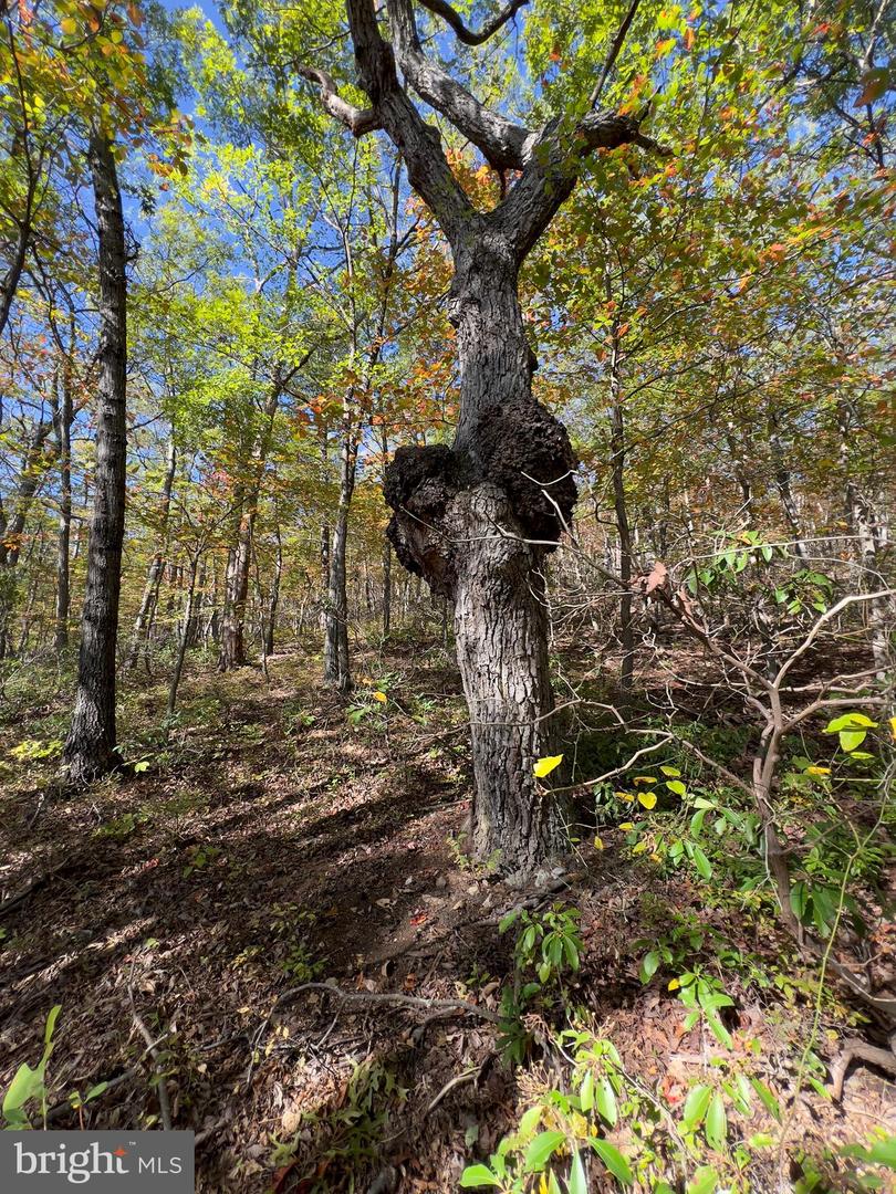 -lot 5a Fox Trl Property Photo 17