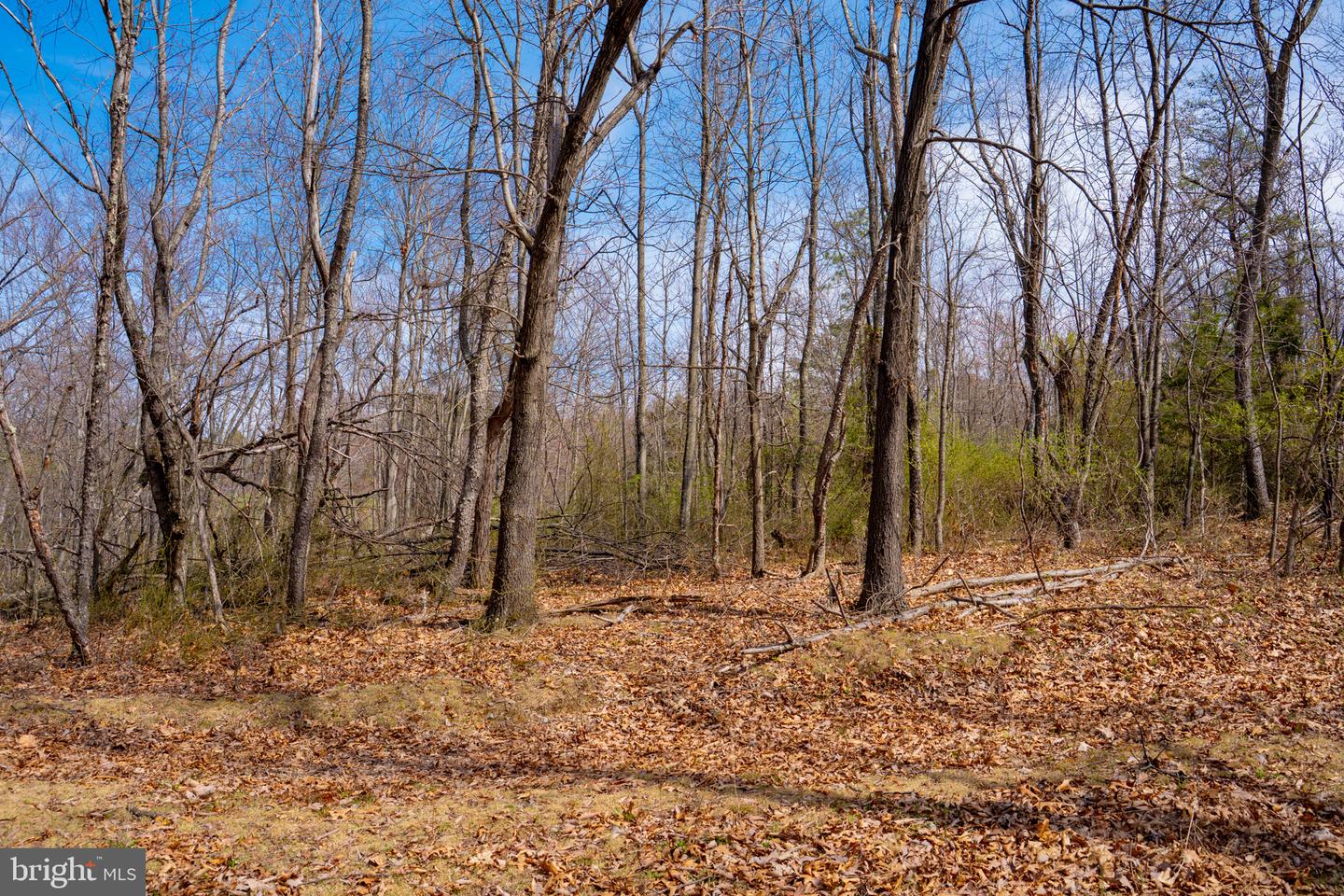 Wardensville Grade Property Photo 4