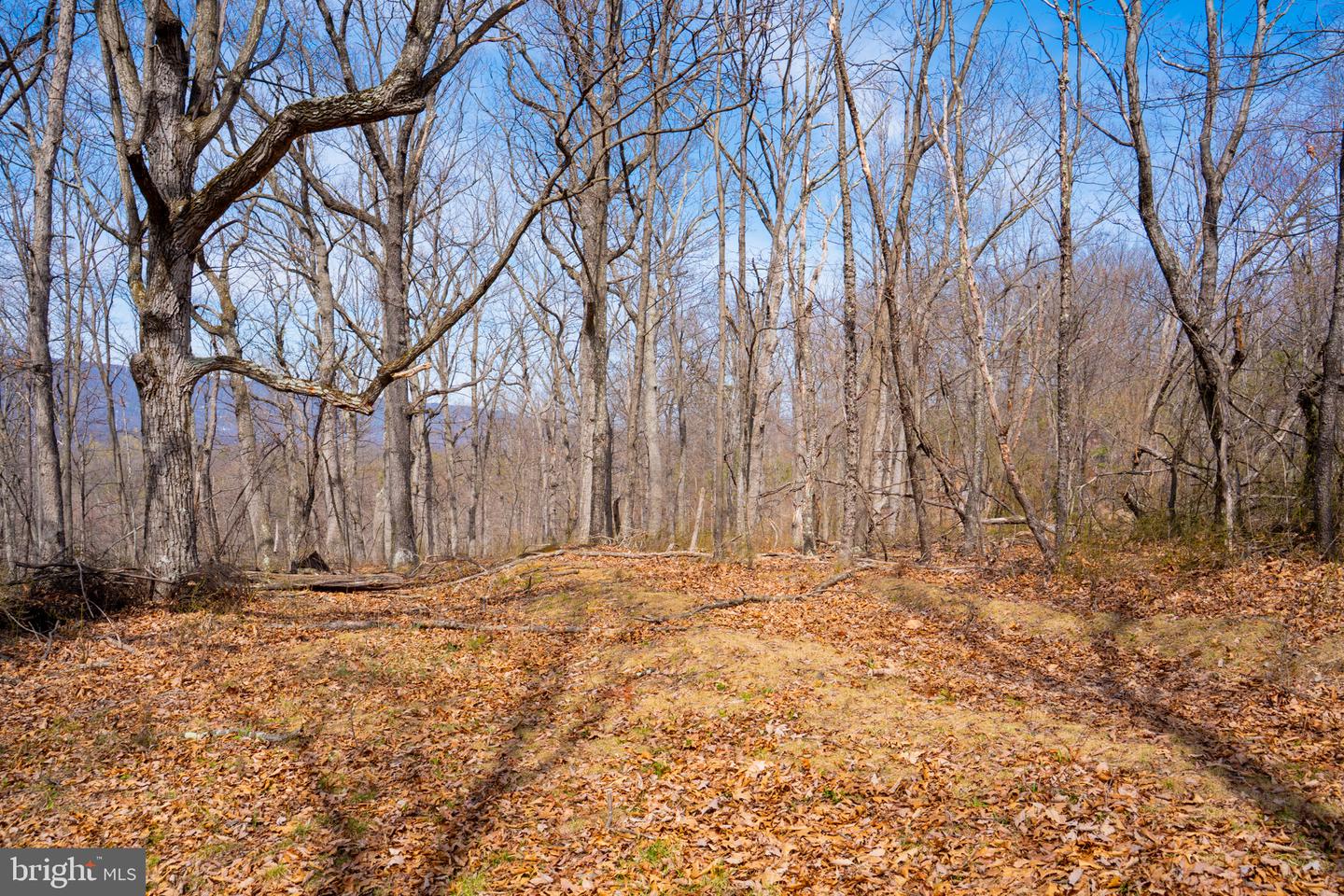 Wardensville Grade Property Photo 52