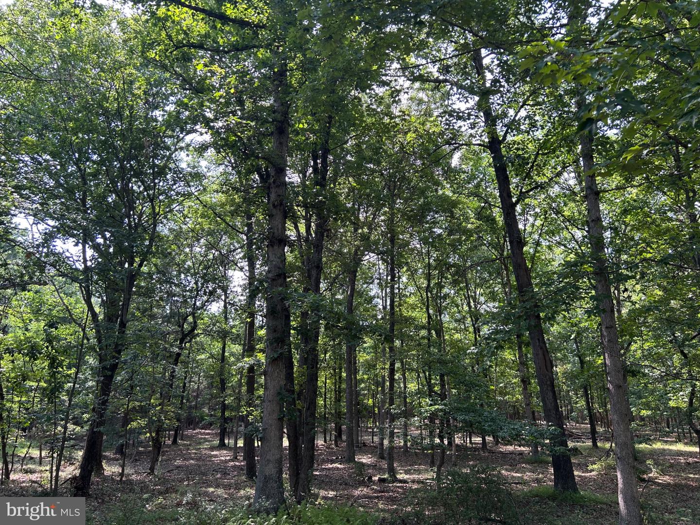 Brush Creek Rd Property Photo 9