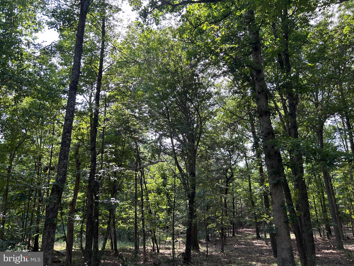 Brush Creek Rd Property Photo 10