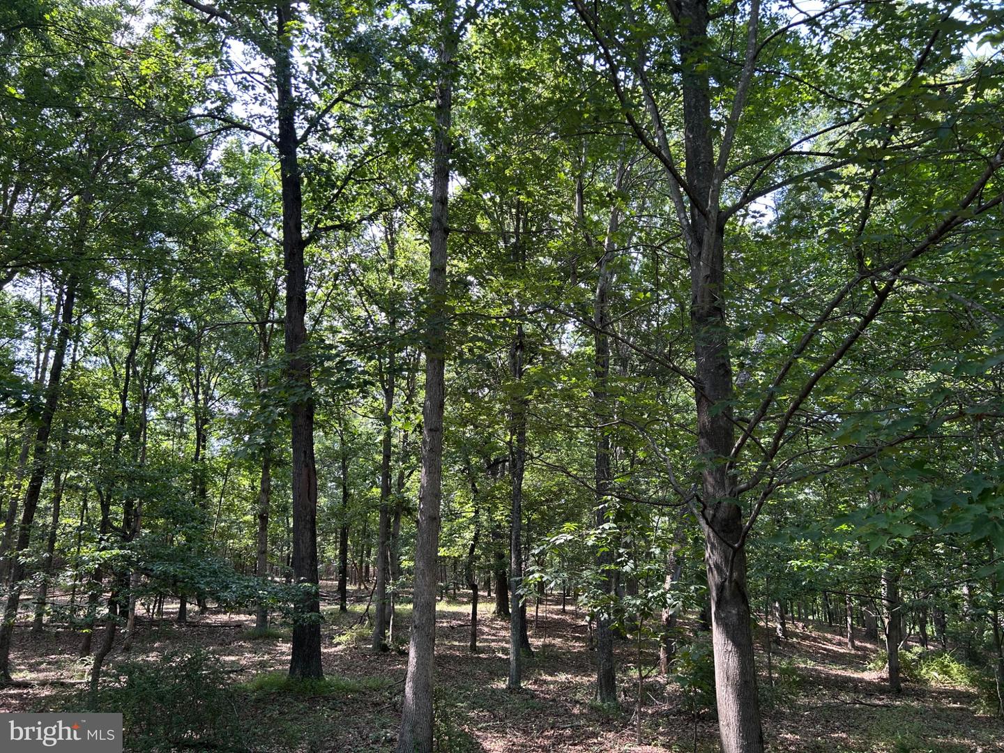Brush Creek Rd Property Photo 11