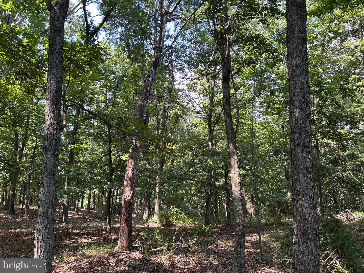 Brush Creek Rd Property Photo 12