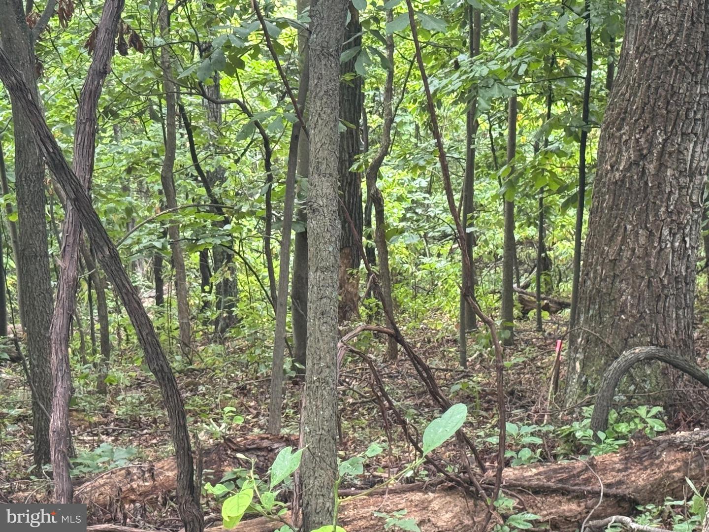 Lot 4 Saltlick Trail Property Photo 9