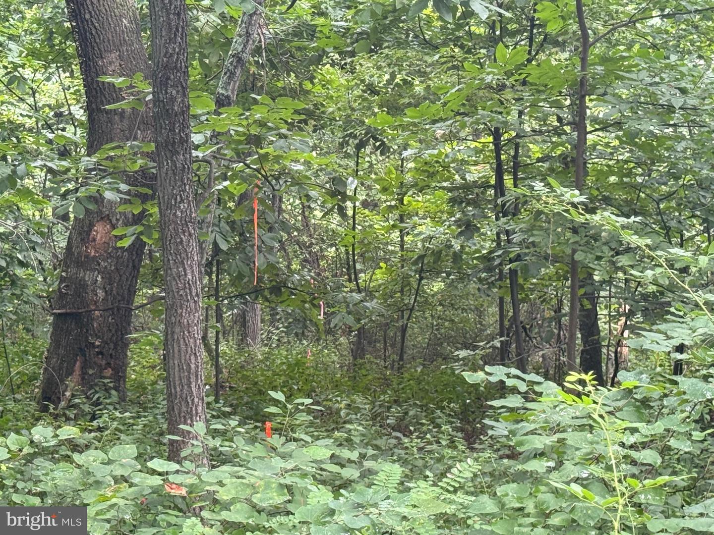 Lot 4 Saltlick Trail Property Photo 10