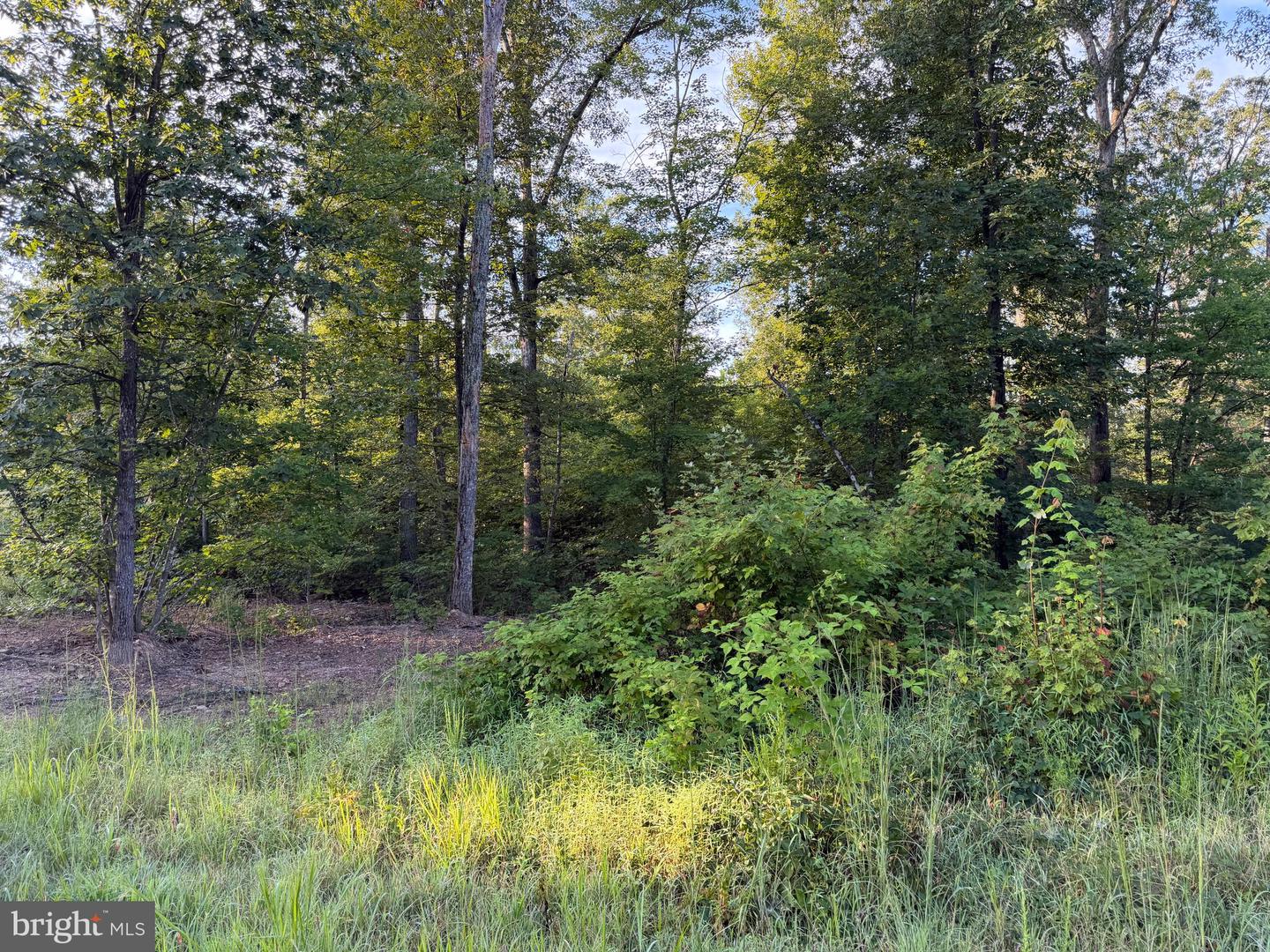 Tract 1: 152.44+/- Acres Off Of Laurel Grove Rd Property Photo 24