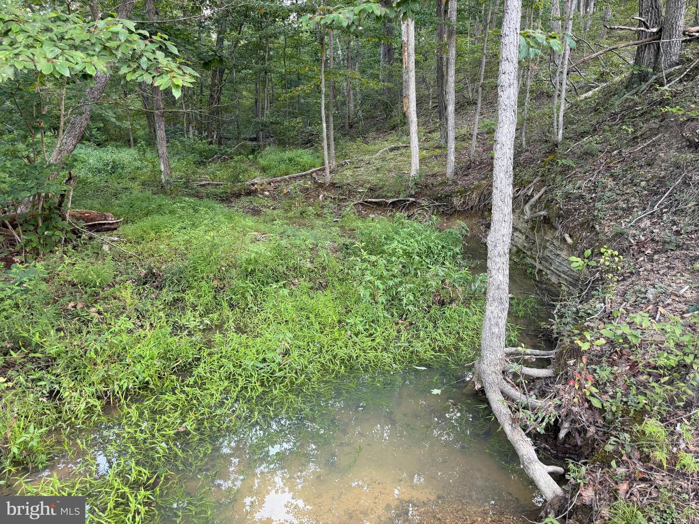 Tract 1: 152.44+/- Acres Off Of Laurel Grove Rd Property Photo 30