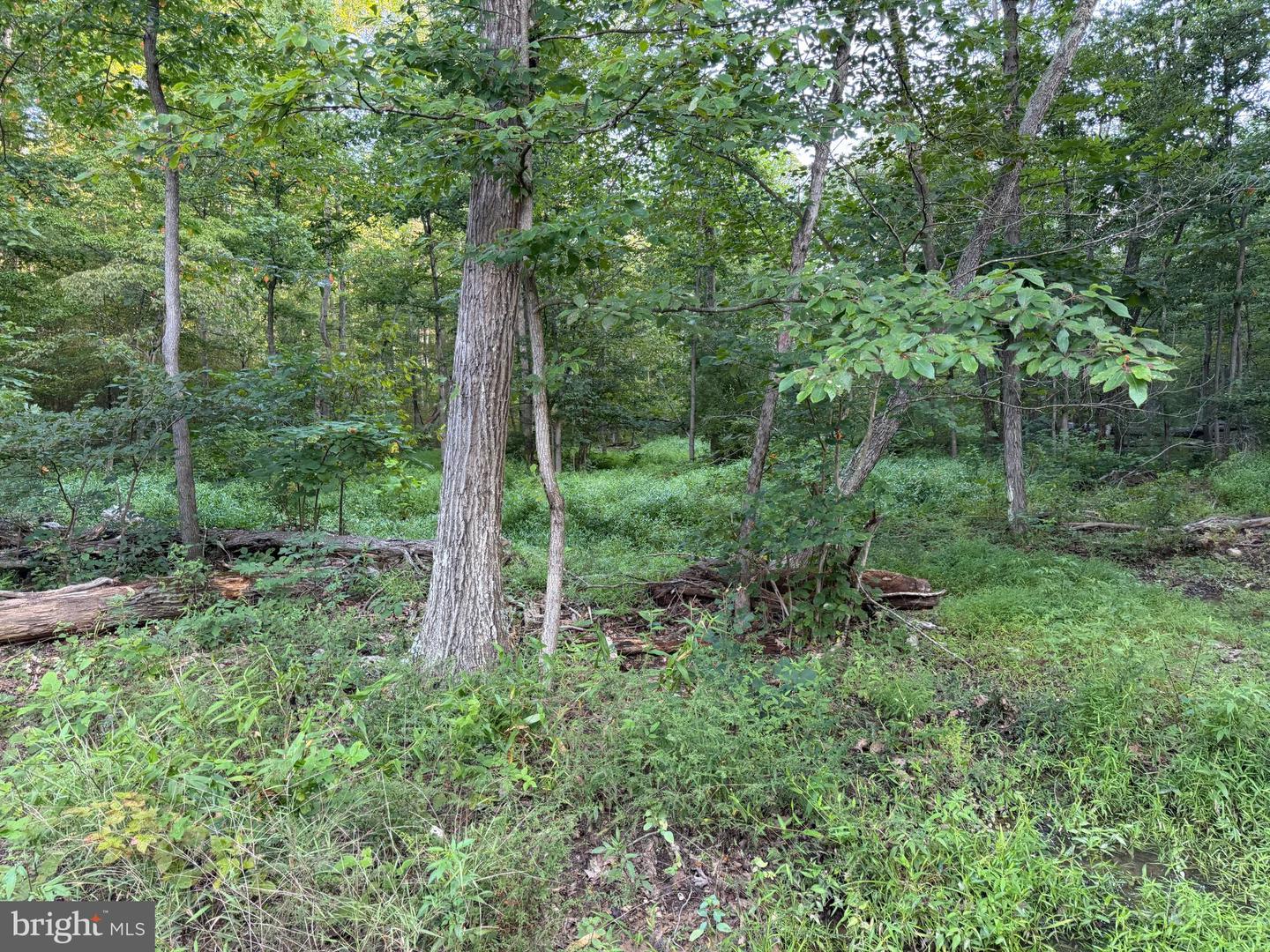 Tract 1: 152.44+/- Acres Off Of Laurel Grove Rd Property Photo 31