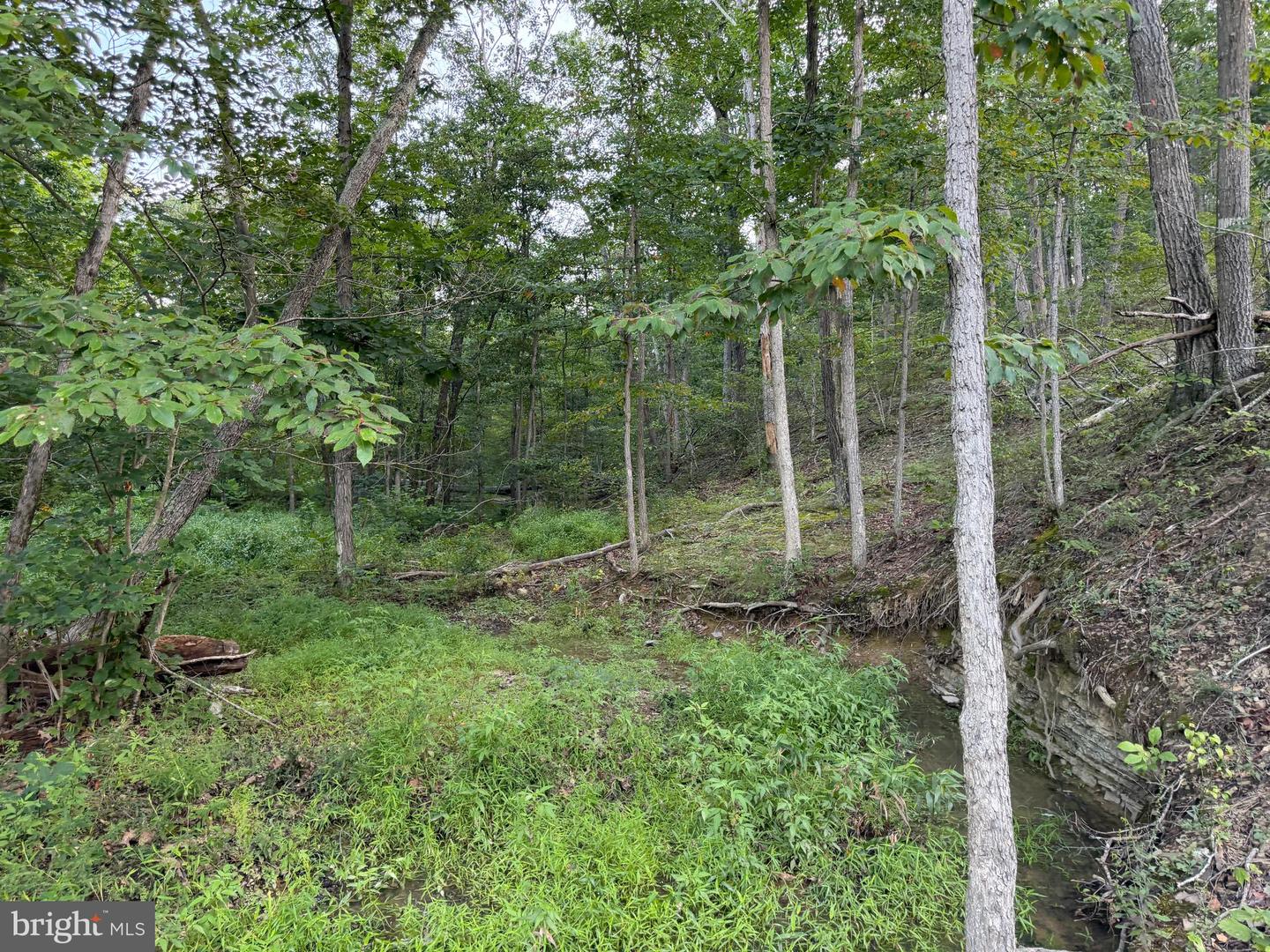 Tract 1: 152.44+/- Acres Off Of Laurel Grove Rd Property Photo 32