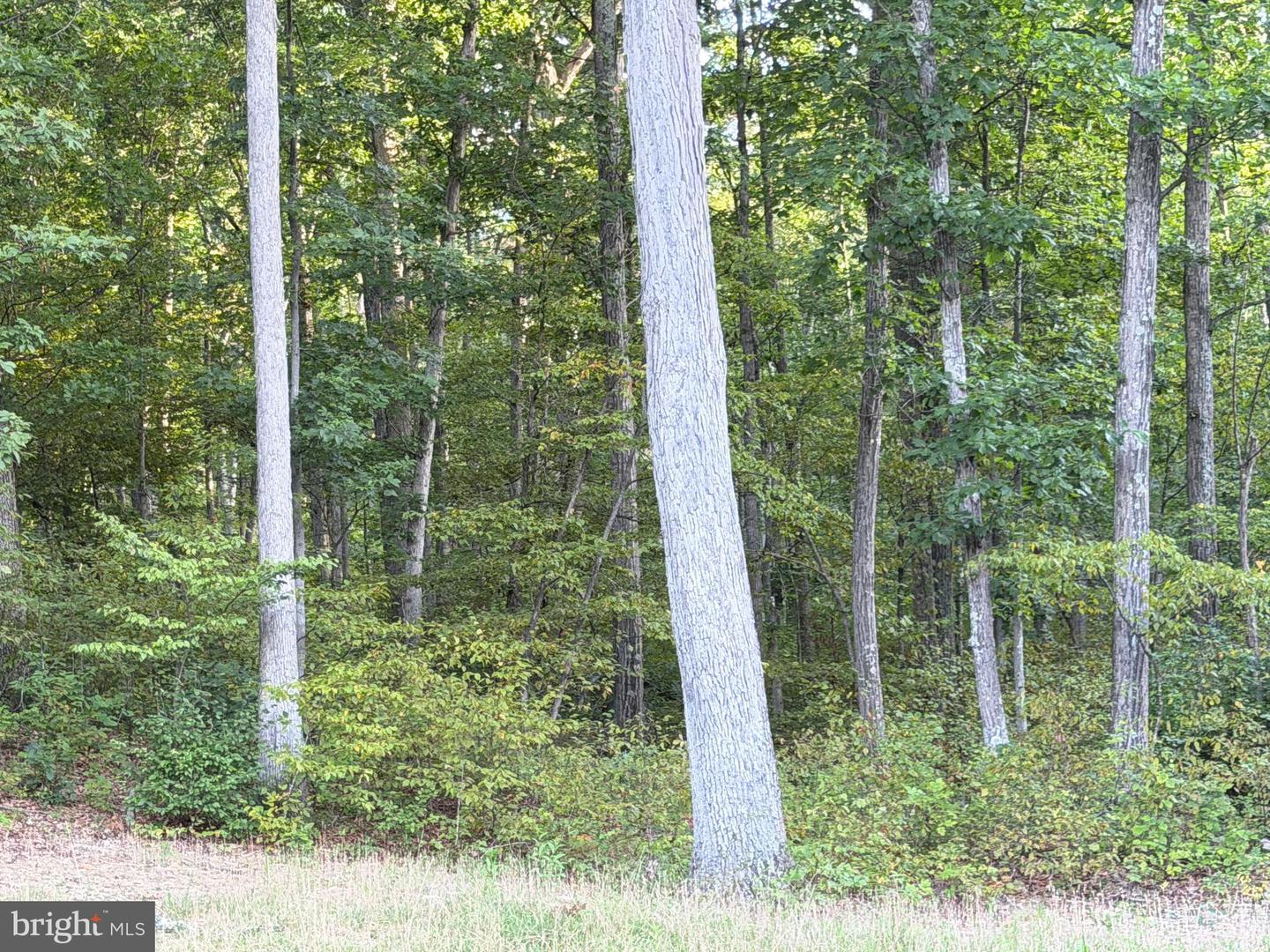 Tract 1: 152.44+/- Acres Off Of Laurel Grove Rd Property Photo 33