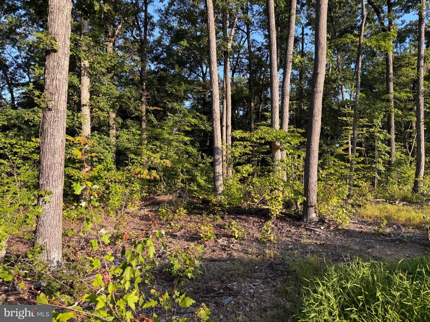 Tract 1: 152.44+/- Acres Off Of Laurel Grove Rd Property Photo 39