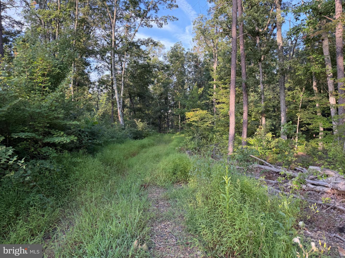 Tract 1: 152.44+/- Acres Off Of Laurel Grove Rd Property Photo 40