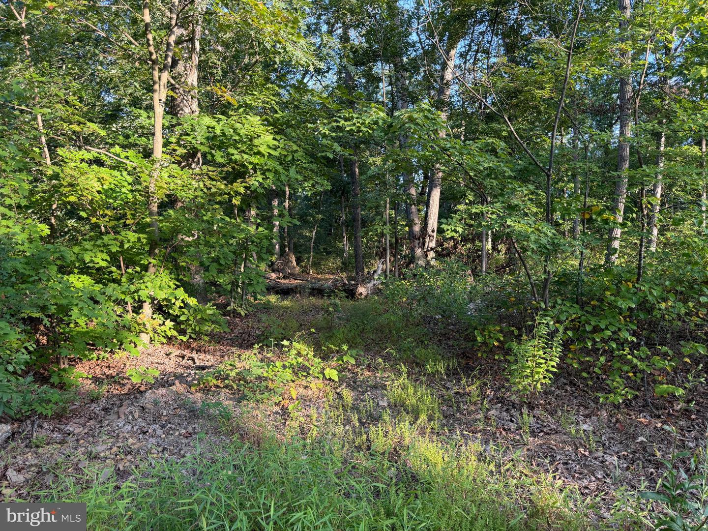 Tract 1: 152.44+/- Acres Off Of Laurel Grove Rd Property Photo 41