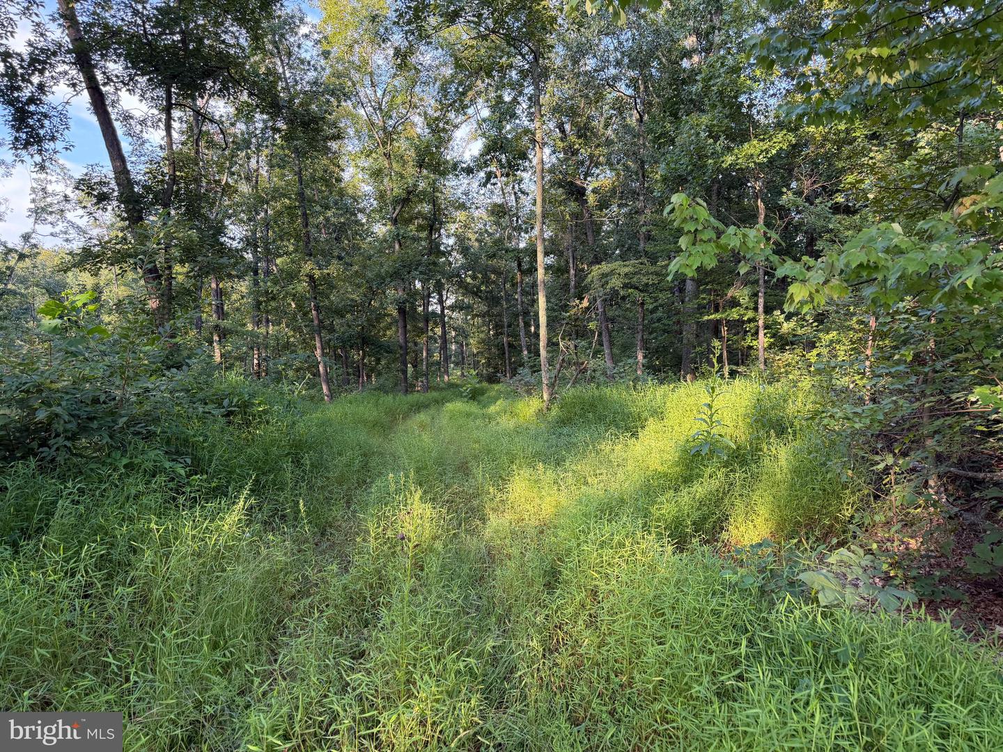 Tract 1: 152.44+/- Acres Off Of Laurel Grove Rd Property Photo 42