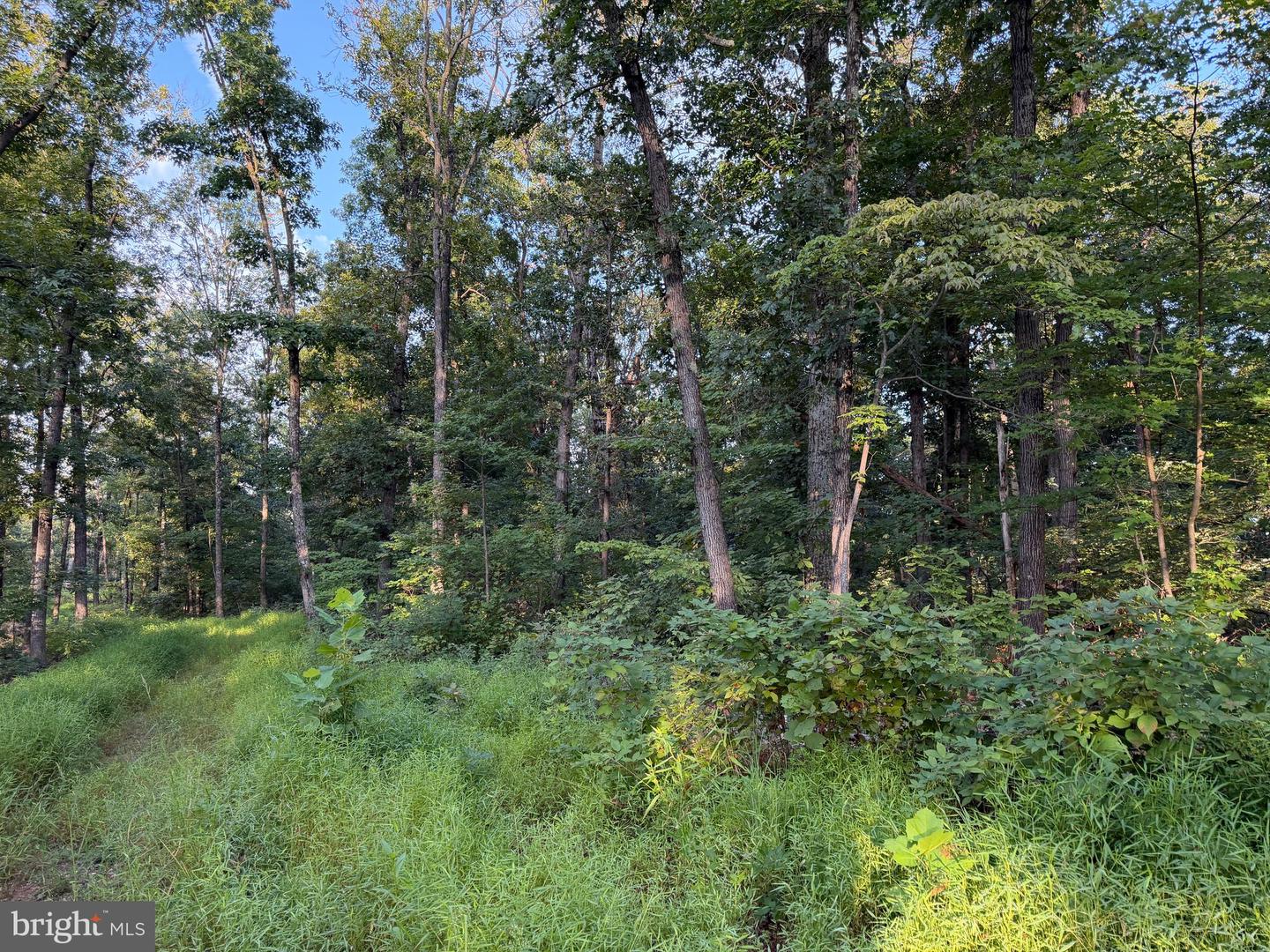 Tract 1: 152.44+/- Acres Off Of Laurel Grove Rd Property Photo 43