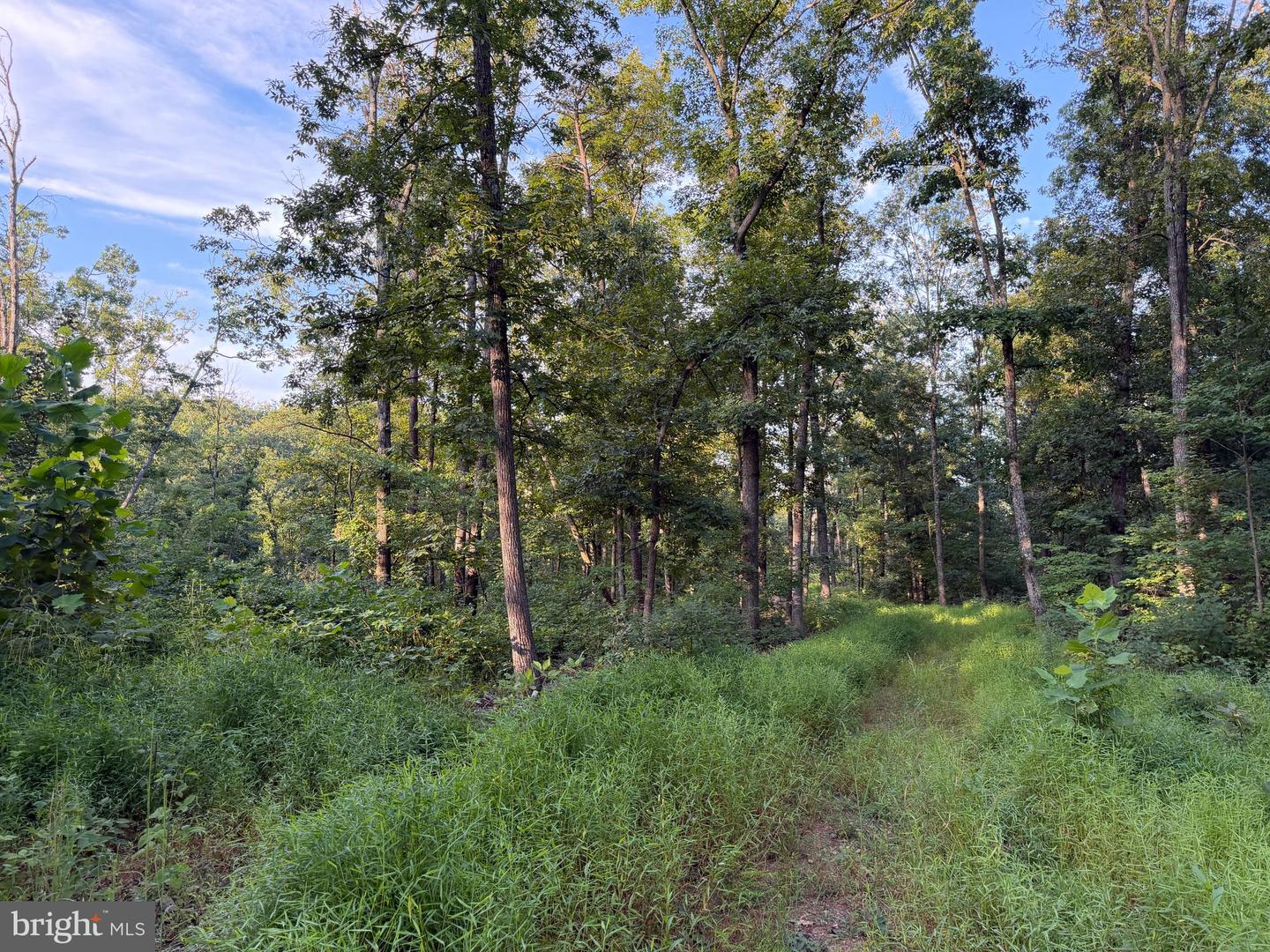 Tract 1: 152.44+/- Acres Off Of Laurel Grove Rd Property Photo 44