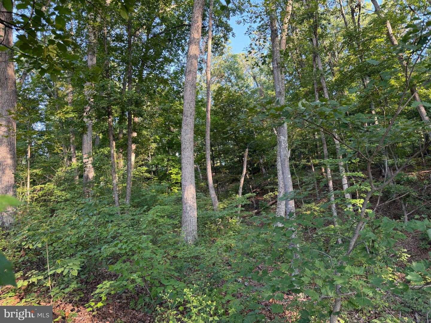 Tract 1: 152.44+/- Acres Off Of Laurel Grove Rd Property Photo 47