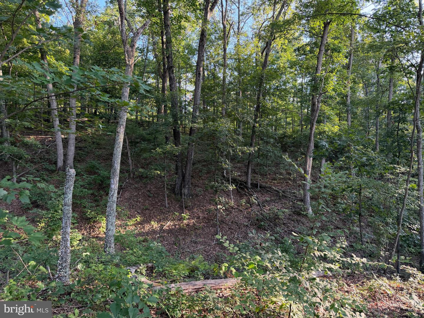 Tract 1: 152.44+/- Acres Off Of Laurel Grove Rd Property Photo 48