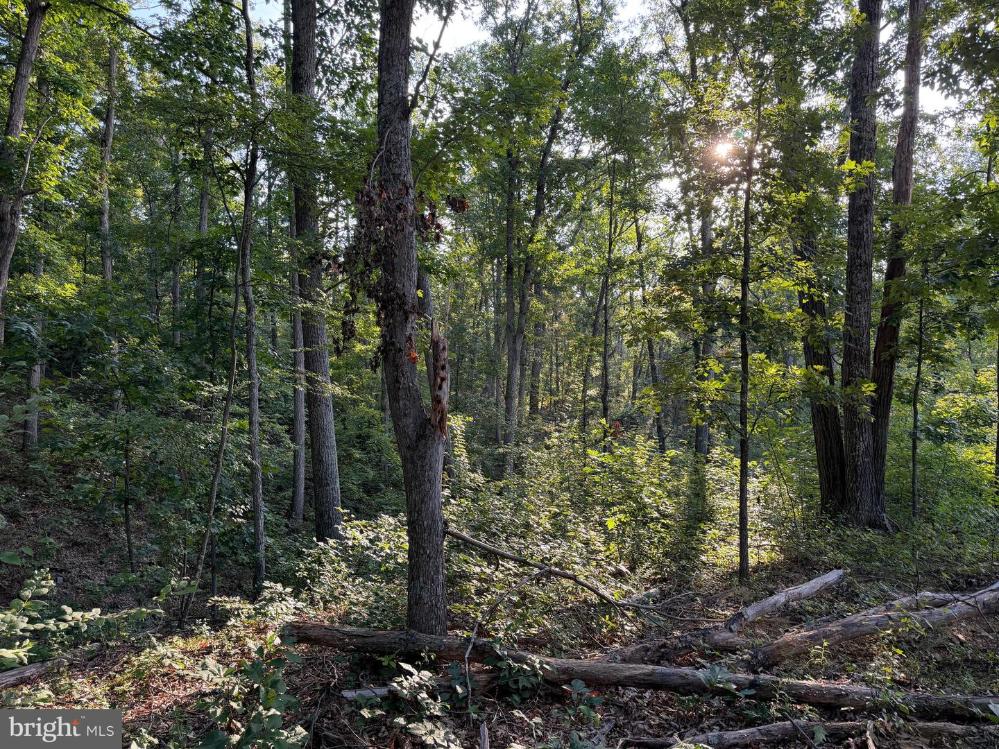 Tract 1: 152.44+/- Acres Off Of Laurel Grove Rd Property Photo 49