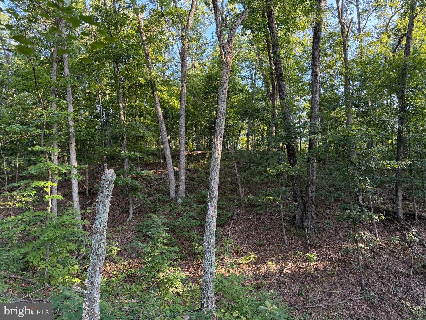 Tract 1: 152.44+/- Acres Off Of Laurel Grove Rd Property Photo 50