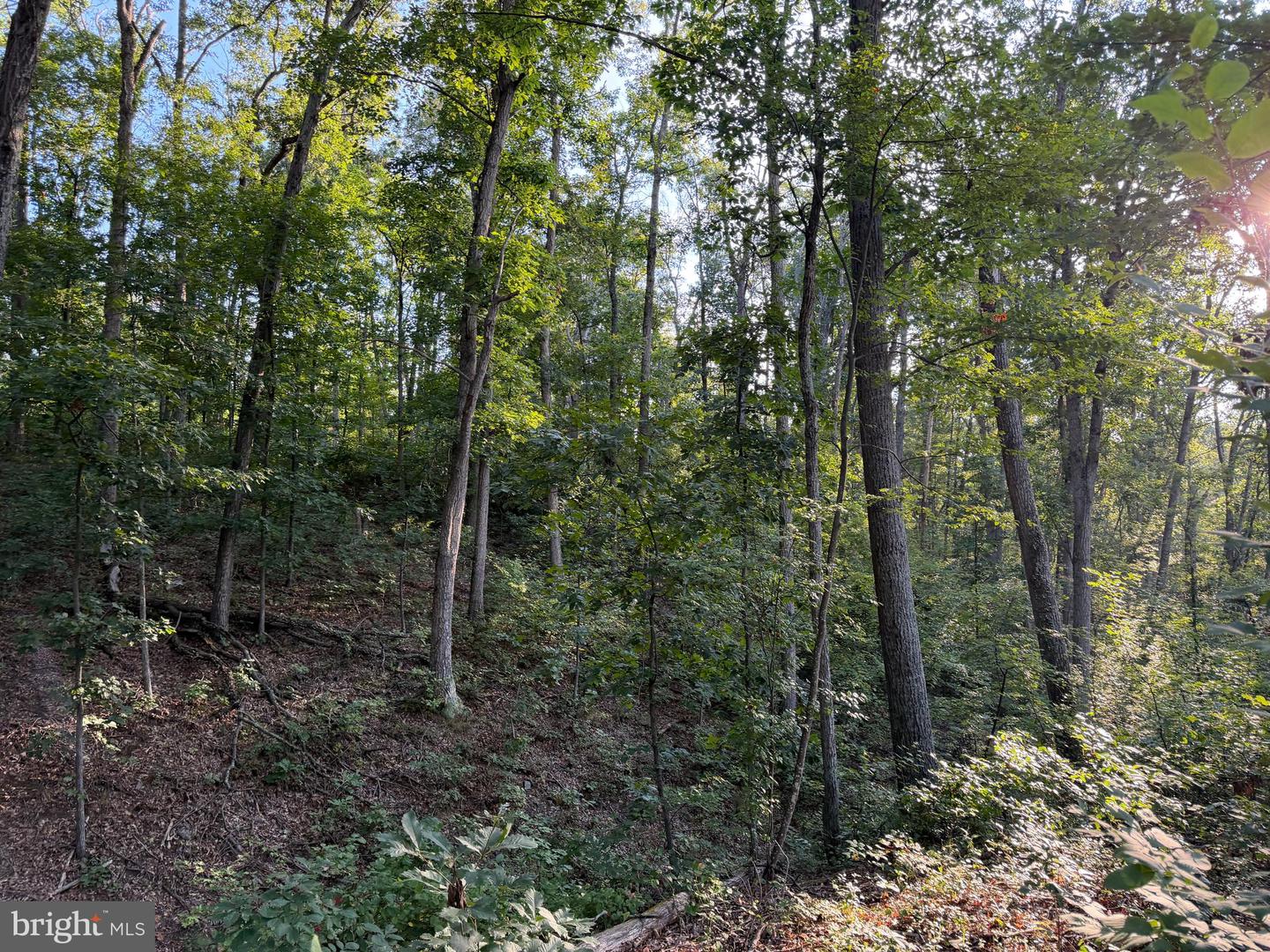 Tract 1: 152.44+/- Acres Off Of Laurel Grove Rd Property Photo 51
