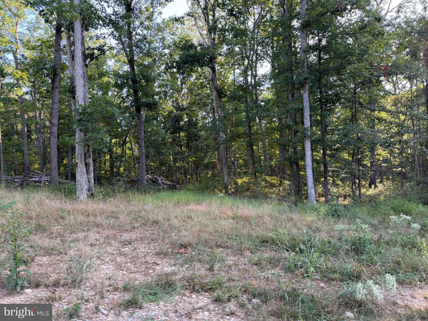 Tract 1: 152.44+/- Acres Off Of Laurel Grove Rd Property Photo 52