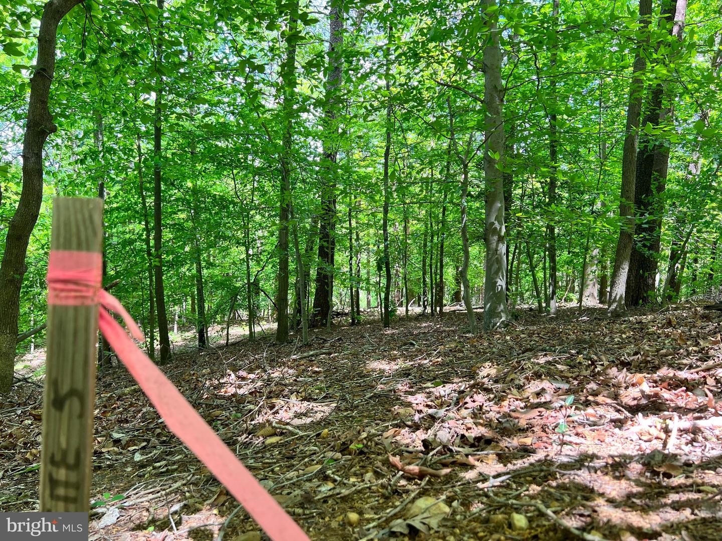 Old Colchester Rd Property Photo 24