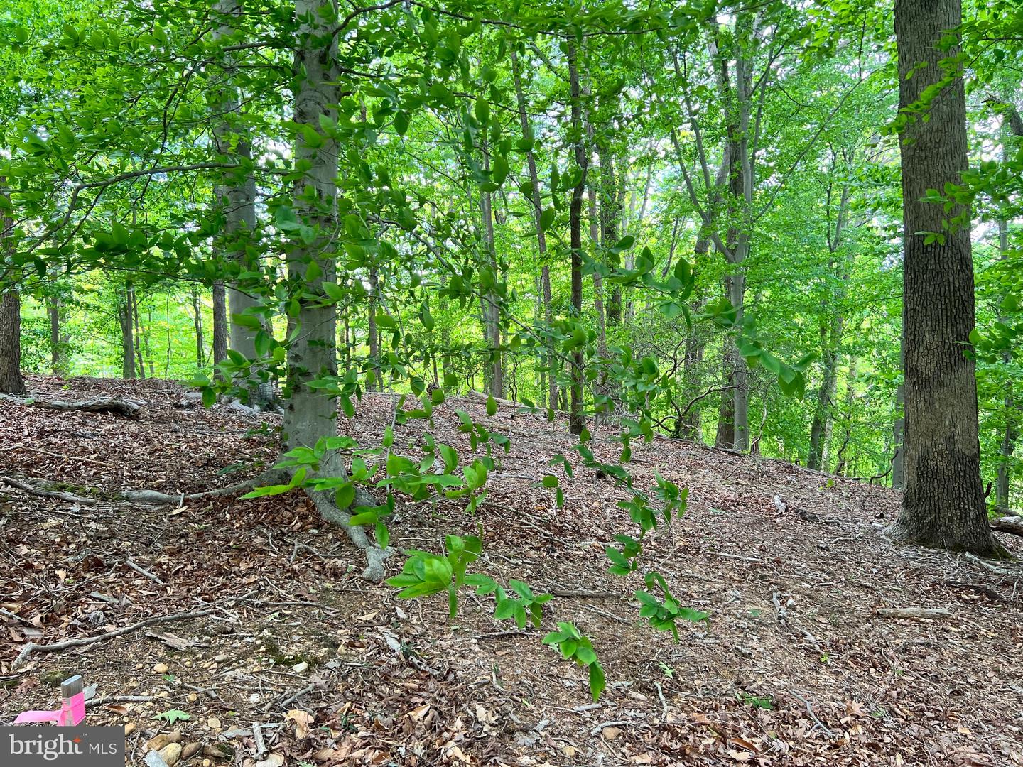 Old Colchester Rd Property Photo 17
