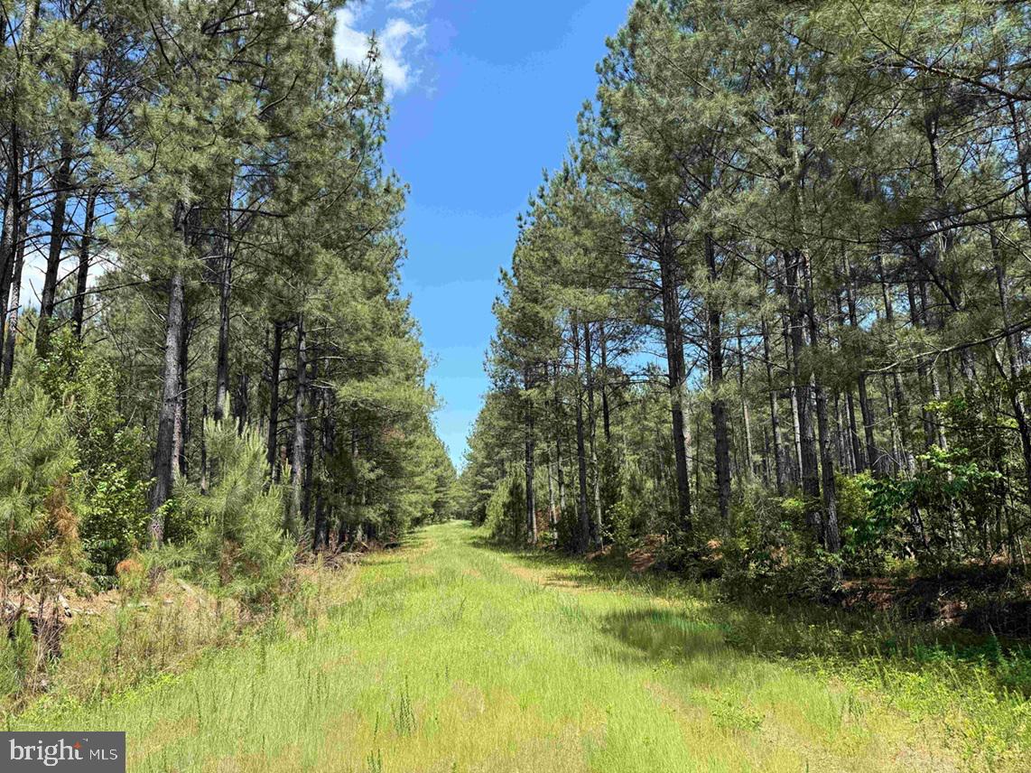 Brantley Moore Turnpike (tract Azalea Comp 17) Property Photo 2