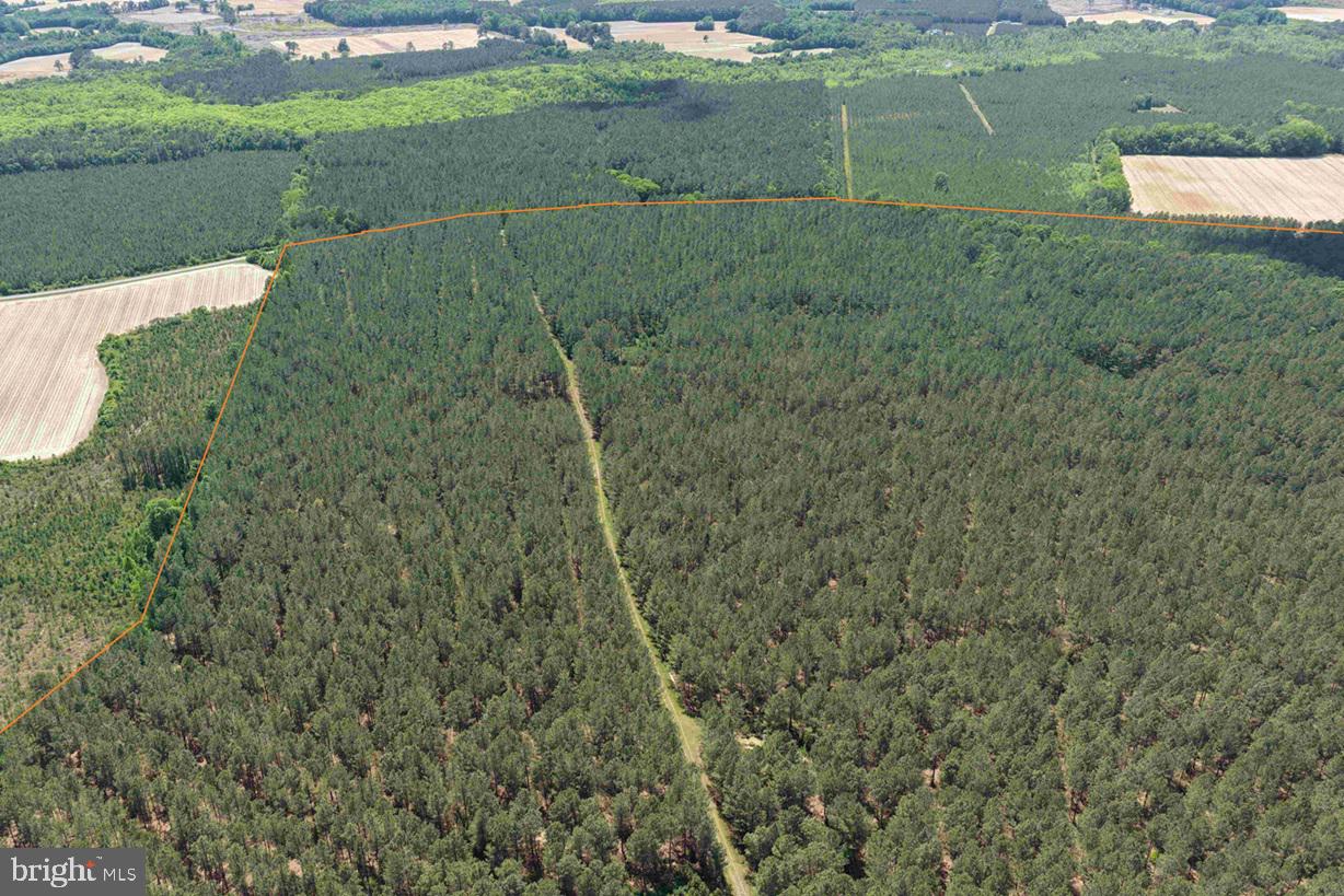 Brantley Moore Turnpike (tract Azalea Comp 17) Property Photo 6