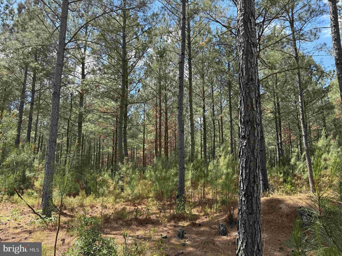 Brantley Moore Turnpike (tract Azalea Comp 17) Property Photo 8