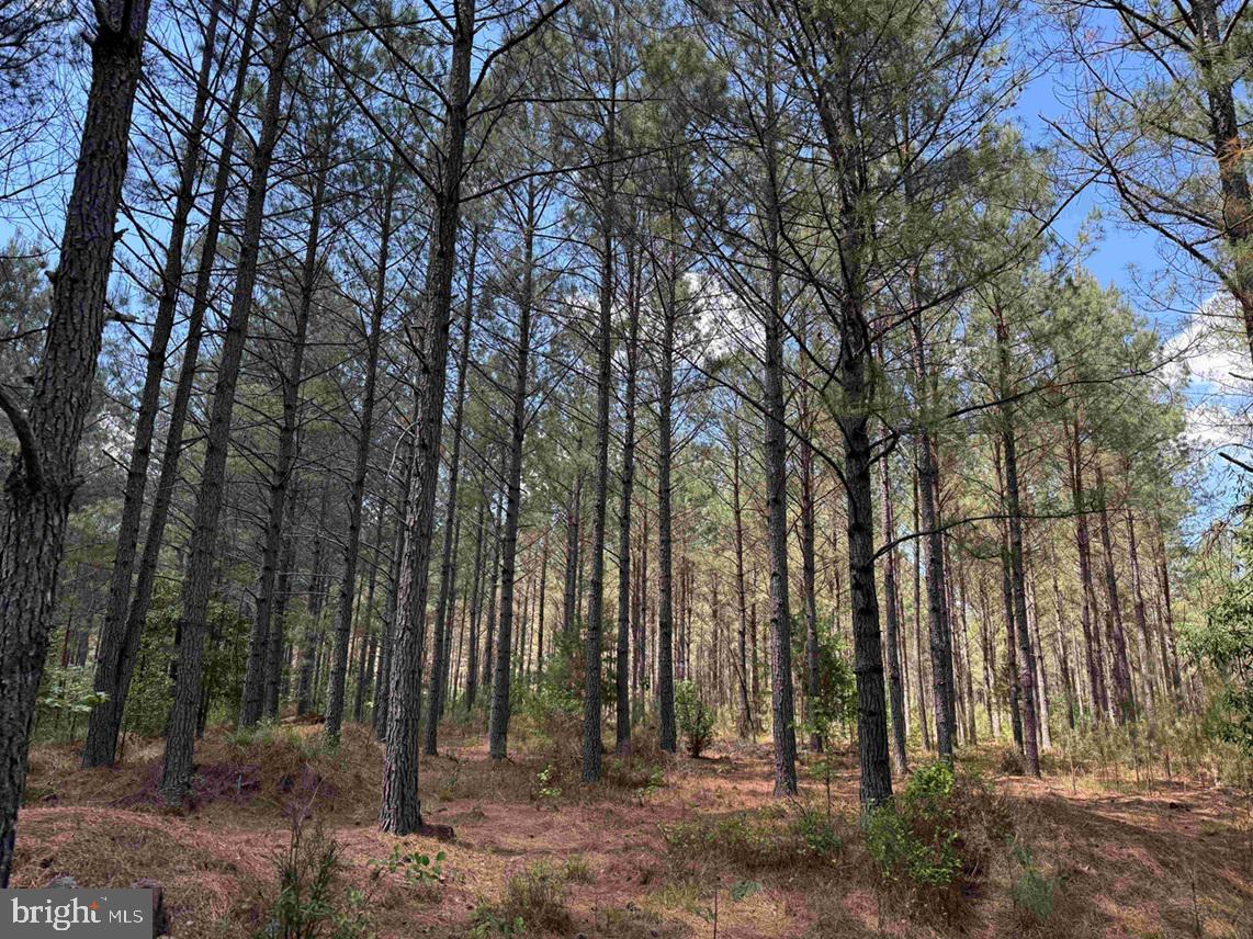 Brantley Moore Turnpike (tract Azalea Comp 17) Property Photo 9