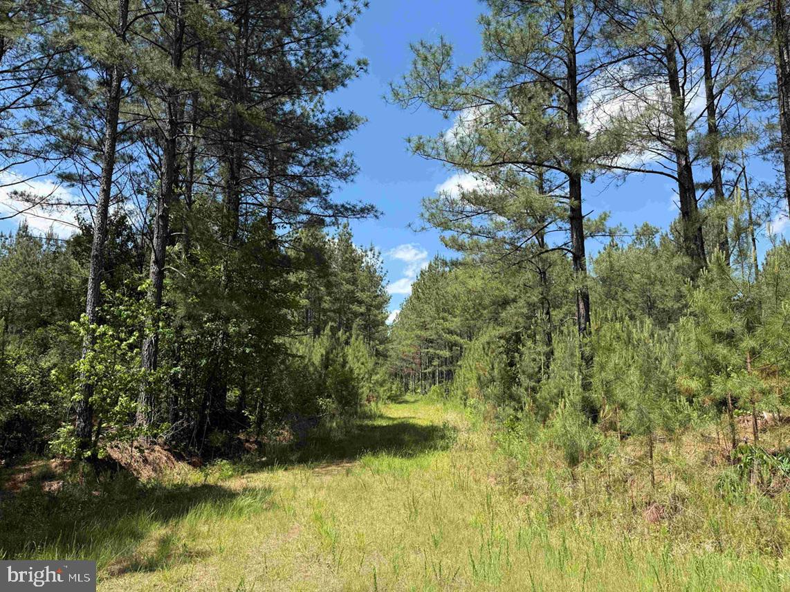 Brantley Moore Turnpike (tract Azalea Comp 17) Property Photo 10