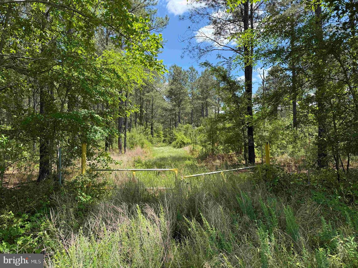 Brantley Moore Turnpike (tract Azalea Comp 17) Property Photo 11