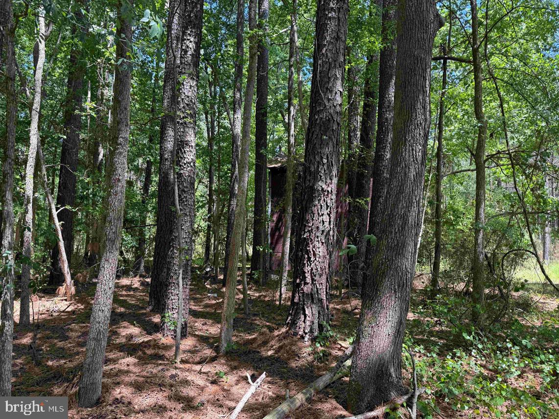 Brantley Moore Turnpike (tract Azalea Comp 17) Property Photo 12