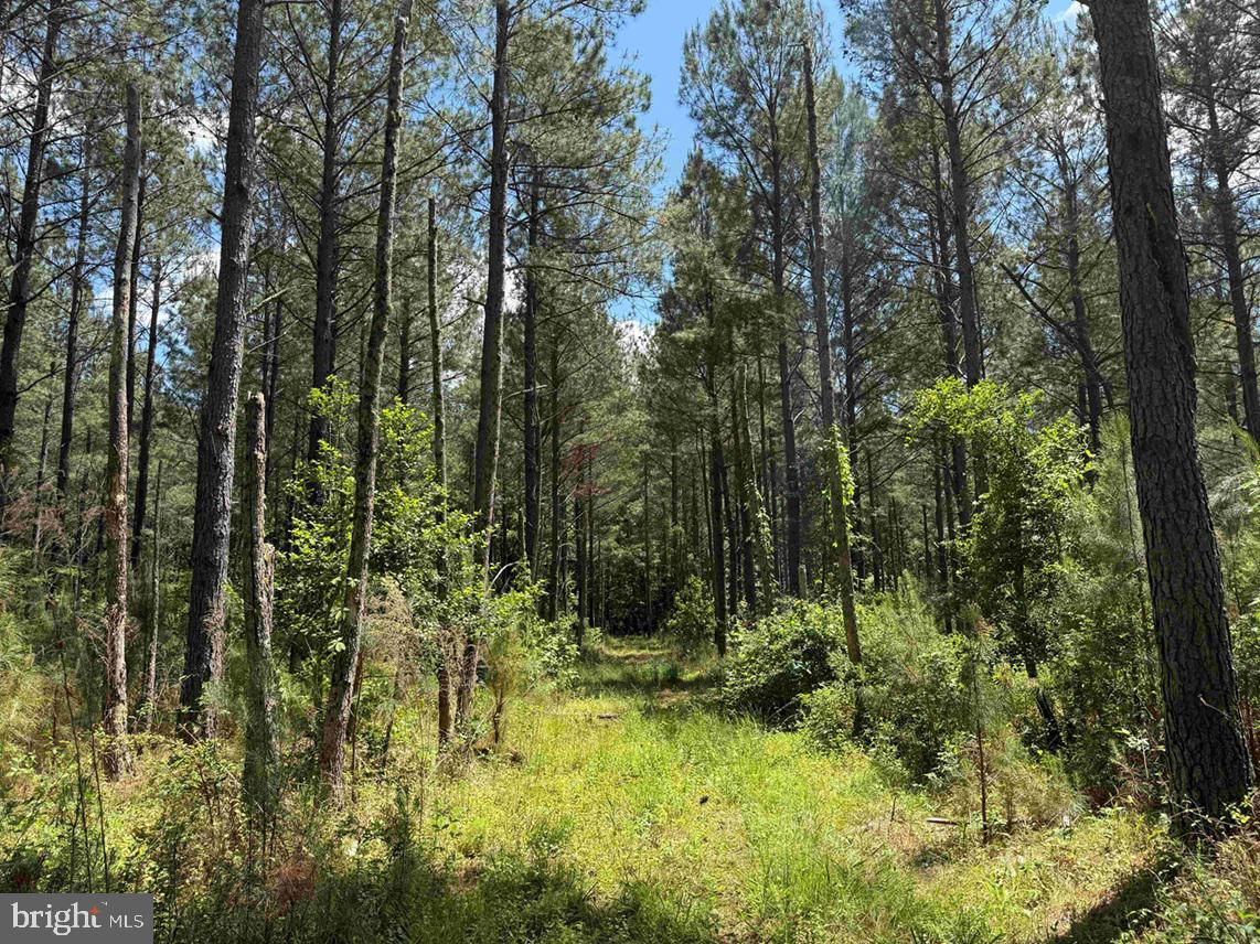 Brantley Moore Turnpike (tract Azalea Comp 17) Property Photo 14