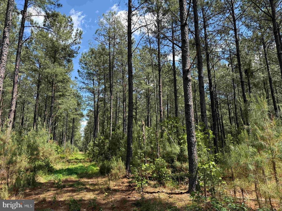 Brantley Moore Turnpike (tract Azalea Comp 17) Property Photo 15