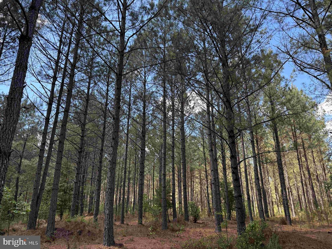 Brantley Moore Turnpike (tract Azalea Comp 17) Property Photo 18