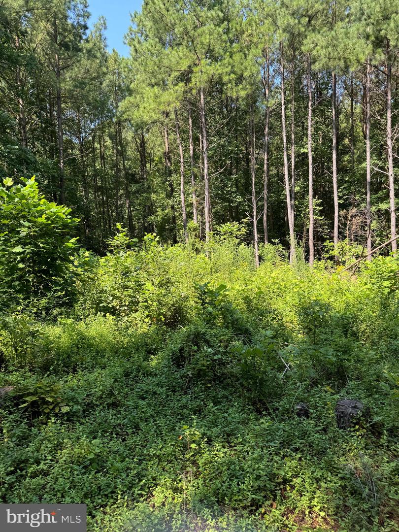 Lot 53 Days Bridge Rd. Property Photo 4