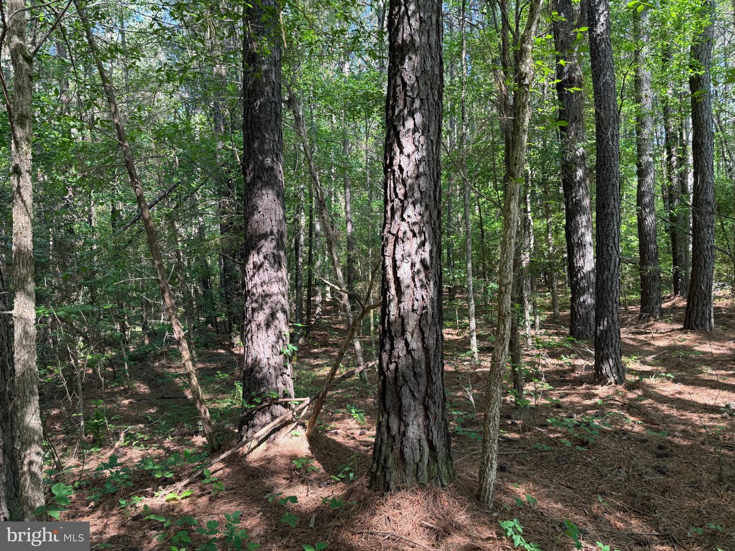 Tbd Craig Mill Rd Property Photo 6