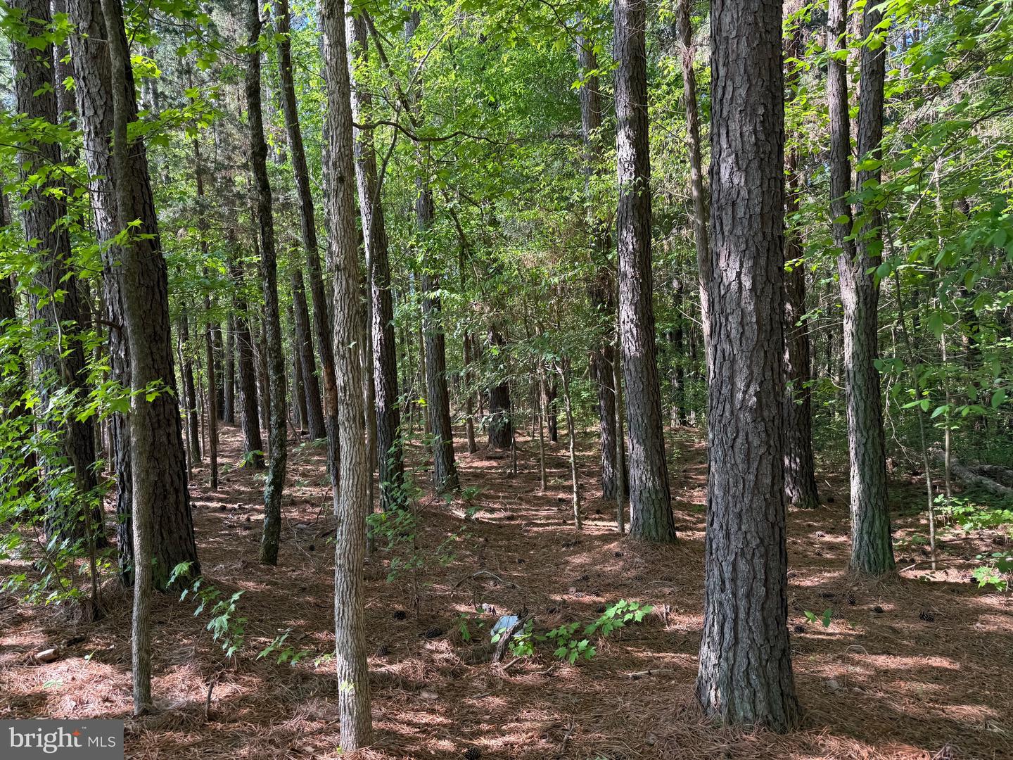 Tbd Craig Mill Rd Property Photo 7