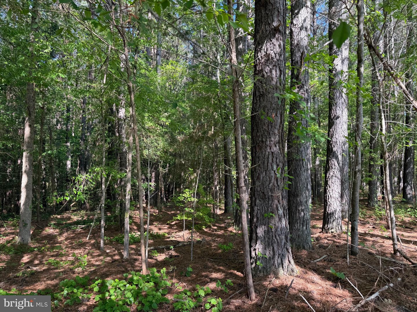 Tbd Craig Mill Rd Property Photo 8