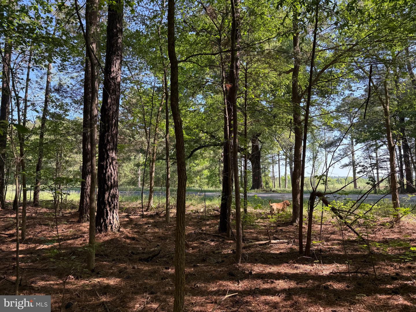Tbd Craig Mill Rd Property Photo 15