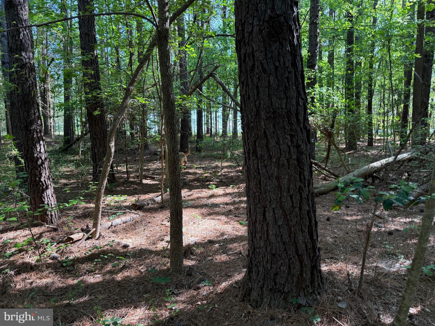 Tbd Craig Mill Rd Property Photo 16